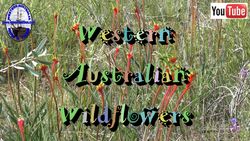 Wildflowers - E